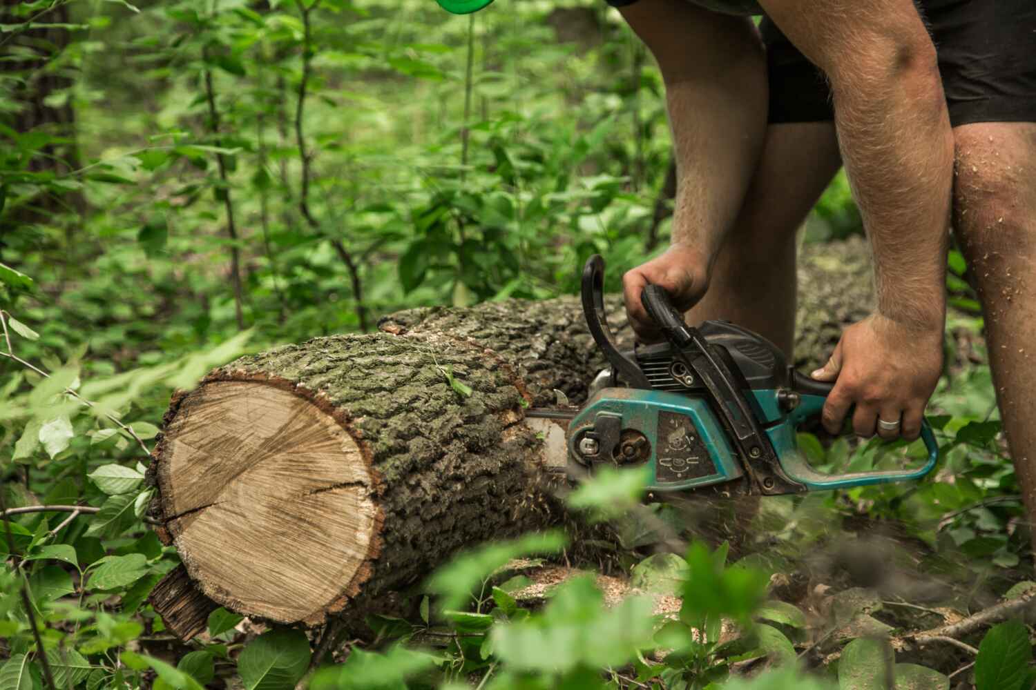 Best Tree Care Services  in Buckingham, FL